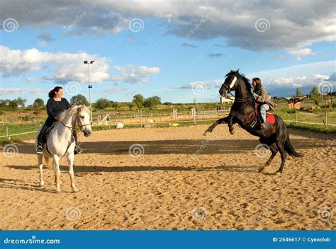 caballos cojiendo con mujeres